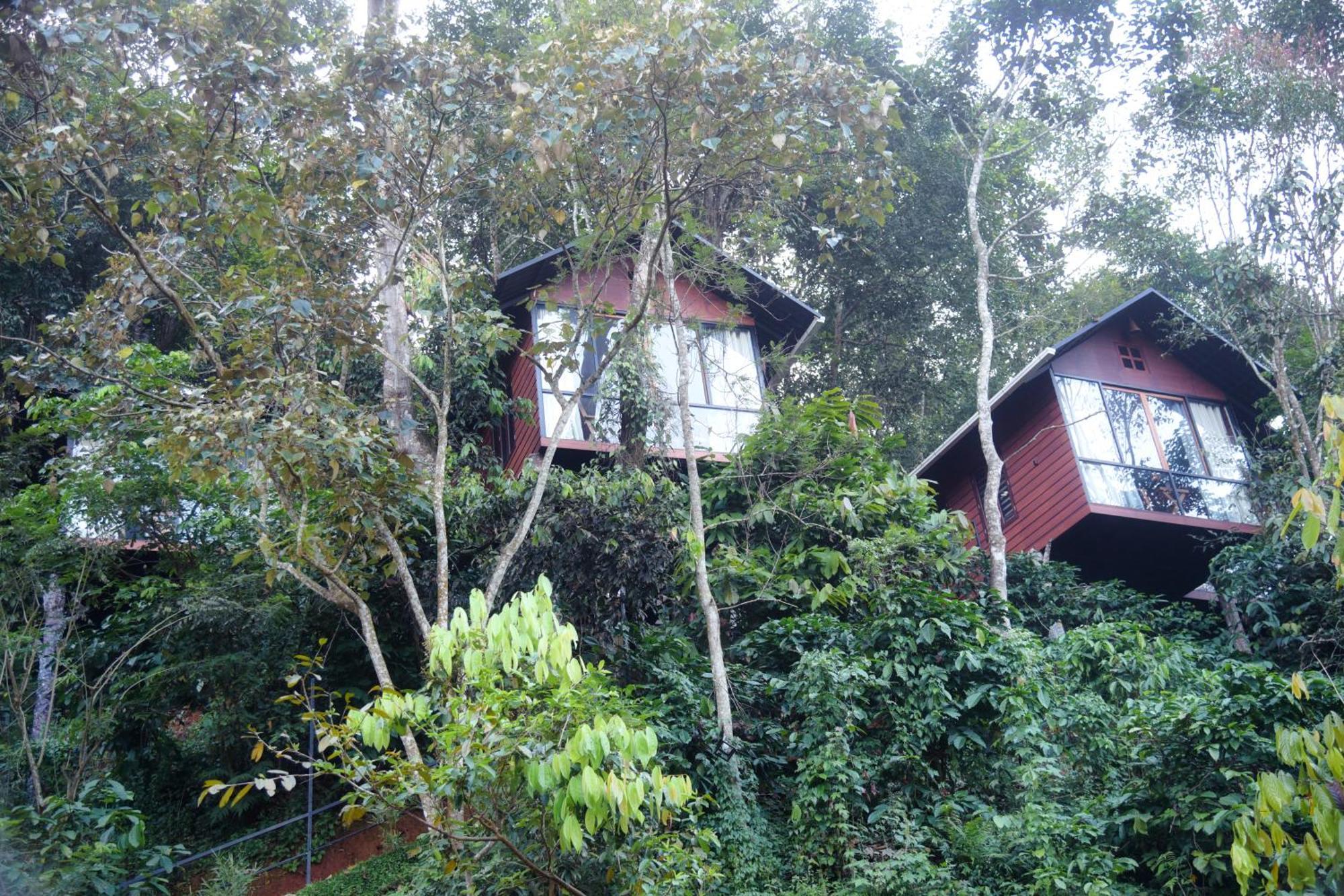 Tree6 Wayanad Villa Vithiri Kültér fotó
