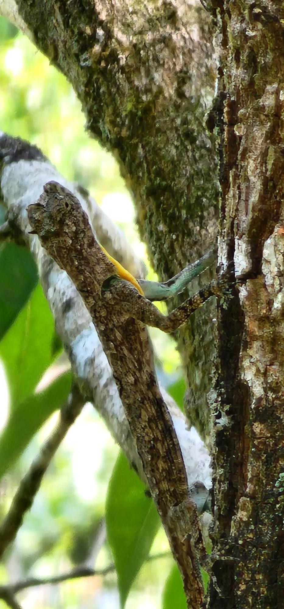 Tree6 Wayanad Villa Vithiri Kültér fotó